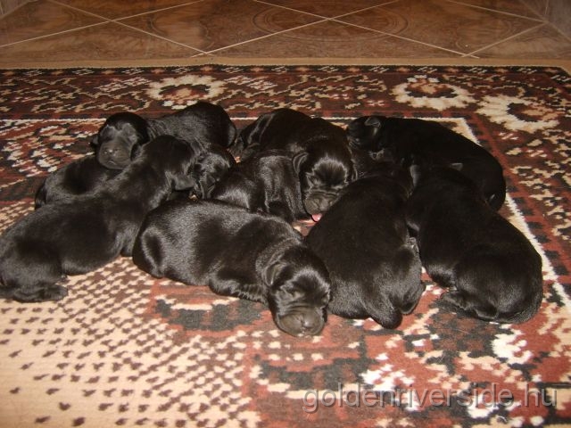 S6002729 kicsi.jpg - Labrador kiskutyk hrom naposan.